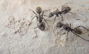 Image: black ants macro photography Blog: babblingpanda.com