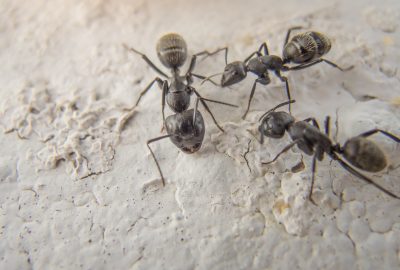 Image: black ants macro photography Blog: babblingpanda.com
