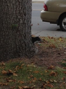 George the Curious and Intelligent Squirrel
