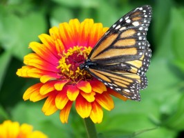 monarch_butterfly_on_flower_196546