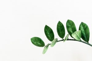 Plant Symbolism (Image: https://unsplash.com/search/photos/plant)
